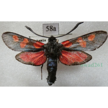 Zygaena trifolii (Esper, 1783) Kraśnik pięcioplamek Czech58a